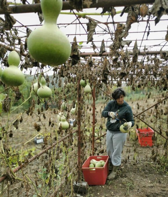 Mariangela Faccini at work on her pumpkin fields