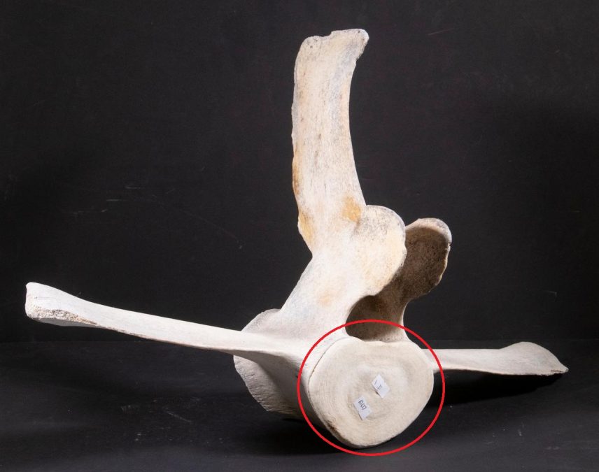 Vertebral bone disk (epiphysis) from a whale